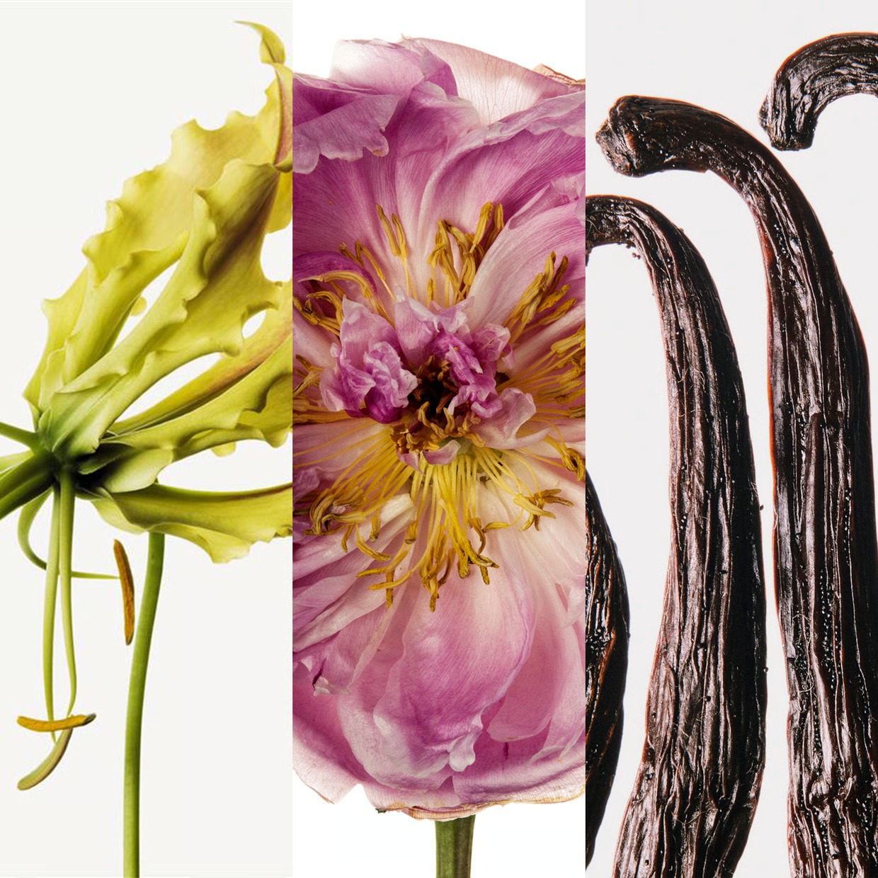 Carolina Herrera Very Good Gir - Good Floral & Wedding Decor Supply recensione e prezzo